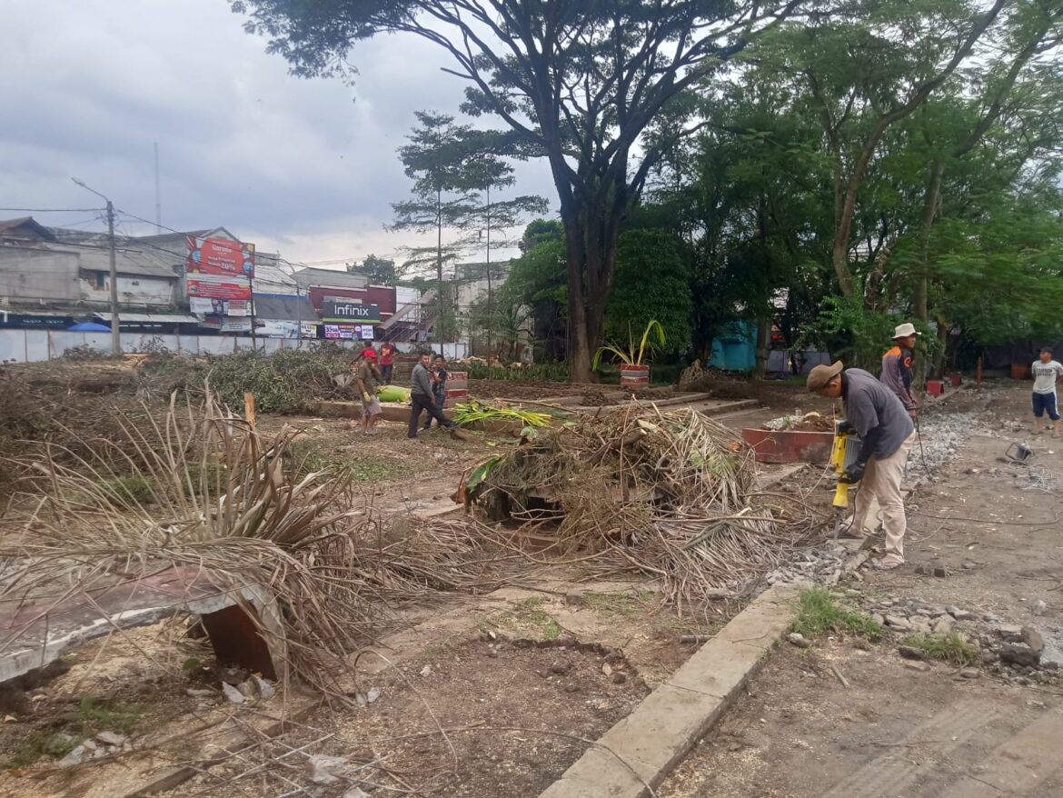 Proses Revitalisasi Pohon Pohon Di Kawasan Alun Alun Cimahi Ditebang